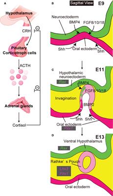 Recipe for pituitary organoids